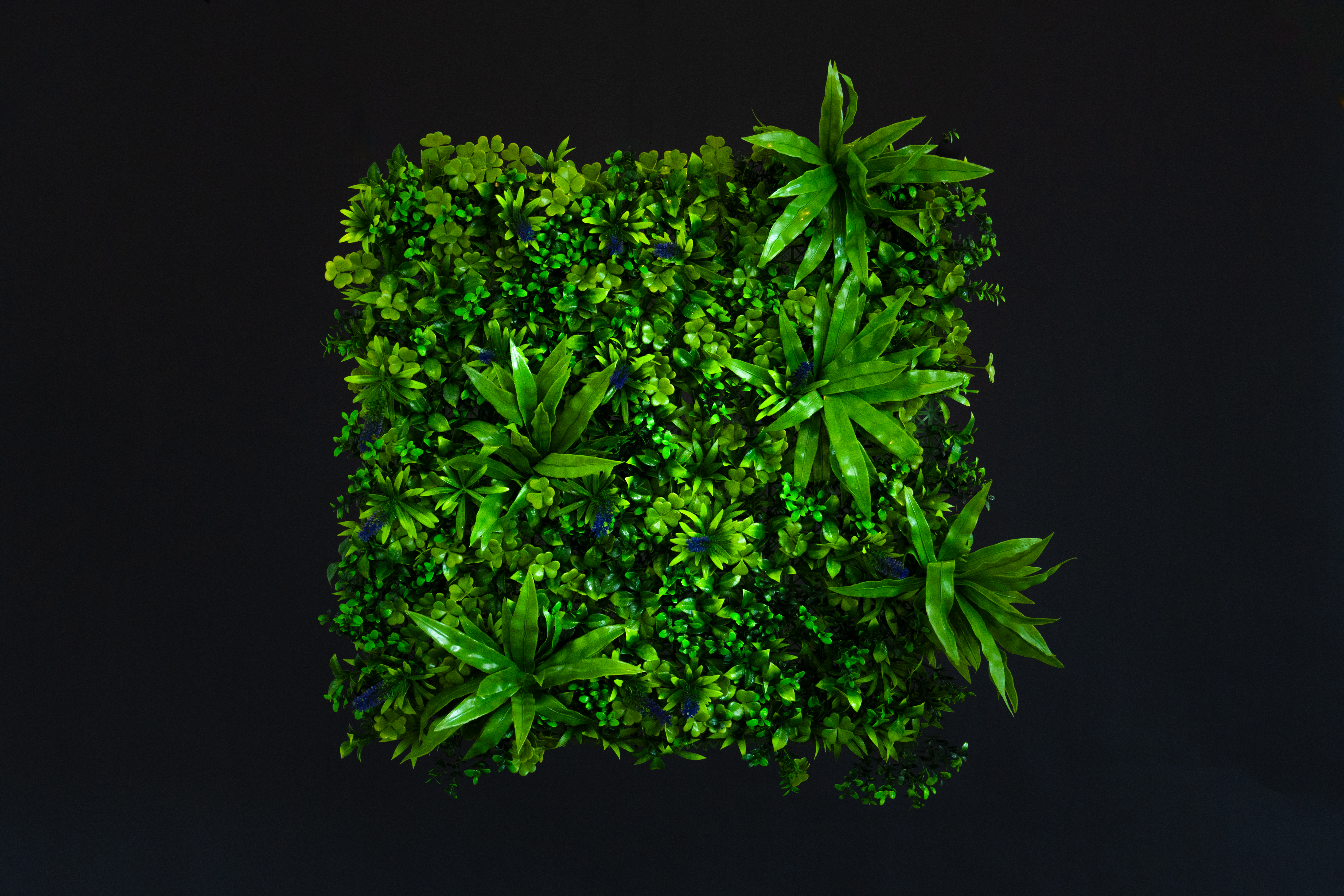 Su follaje exótico, tupido y variado con diferentes tonalidades de verde y toques moradizos, dará contraste y volumen al espacio donde elijas ponerlo.

Ideal para utilizar en espacios de interior y exterior.
