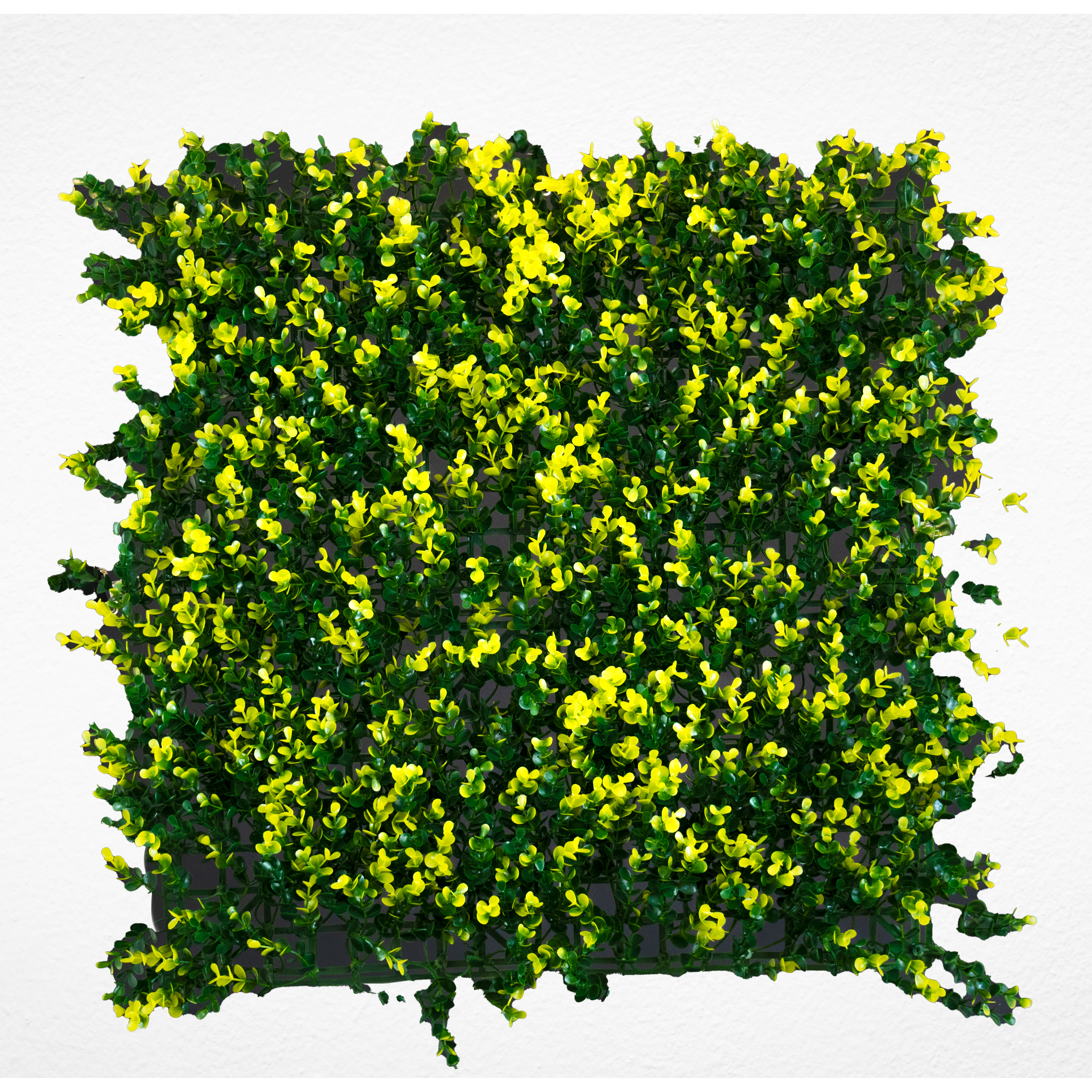Sus pequeñas hojas en 2 tonalidades (verde oscuro y verde olivo) hacen de este follaje uno de los mas gustados. Puede aplicarse en cualquier espacio que requiera aumentar la luminosidad y darle vida.

Ideal para aplicarse en espacios de interior y exterior.
