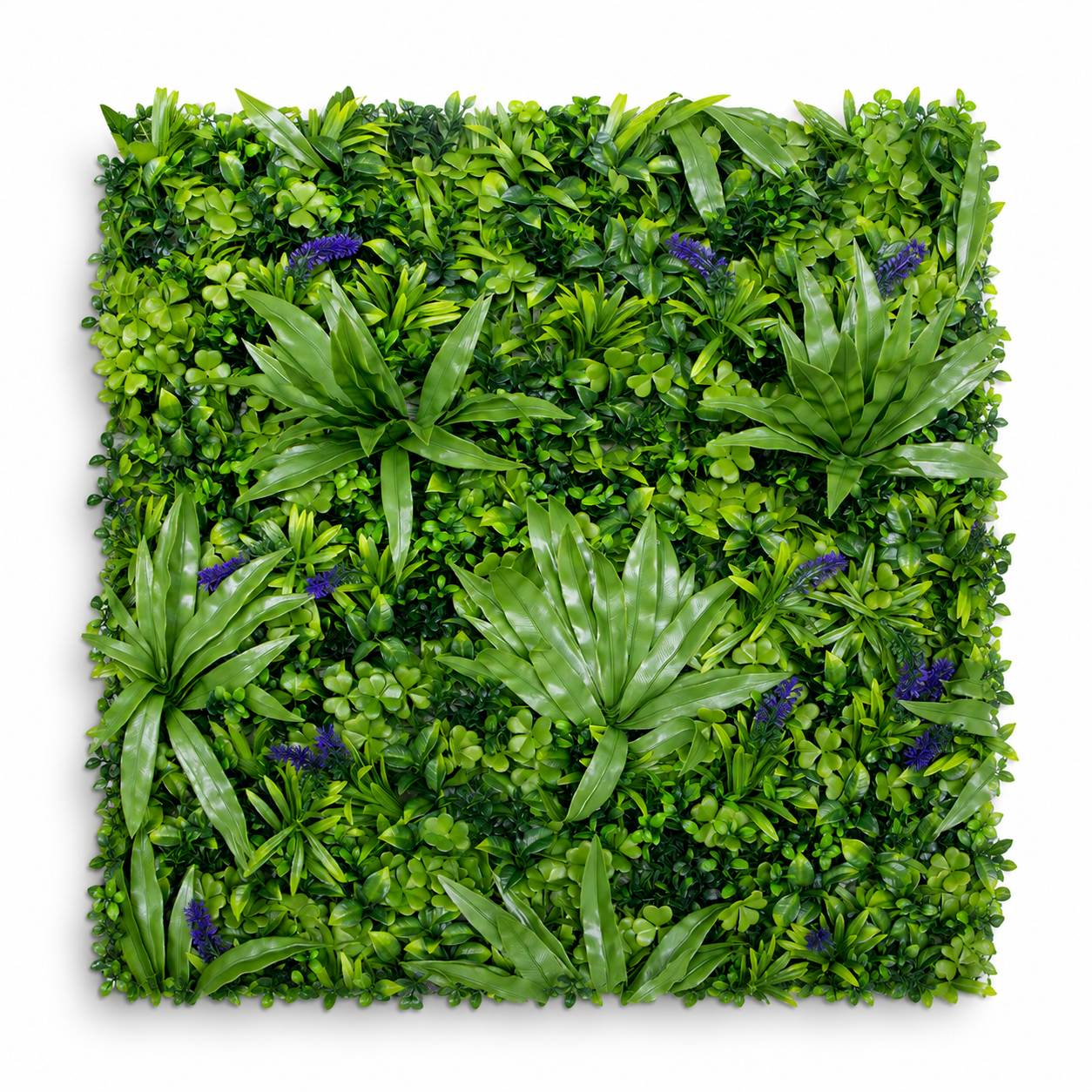 Su follaje exótico, tupido y variado con diferentes tonalidades de verde y toques moradizos, dará contraste y volumen al espacio donde elijas ponerlo.

Ideal para utilizar en espacios de interior y exterior.
