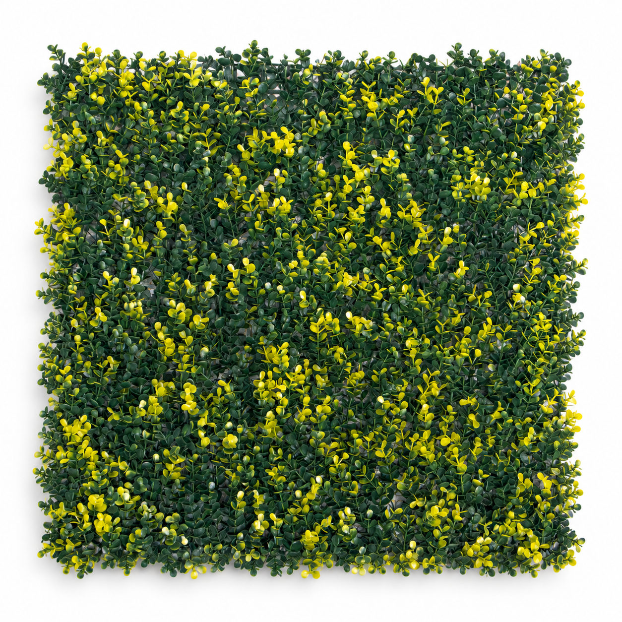 Sus pequeñas hojas en 2 tonalidades (verde oscuro y verde olivo) hacen de este follaje uno de los mas gustados. Puede aplicarse en cualquier espacio que requiera aumentar la luminosidad y darle vida.

Ideal para aplicarse en espacios de interior y exterior.
